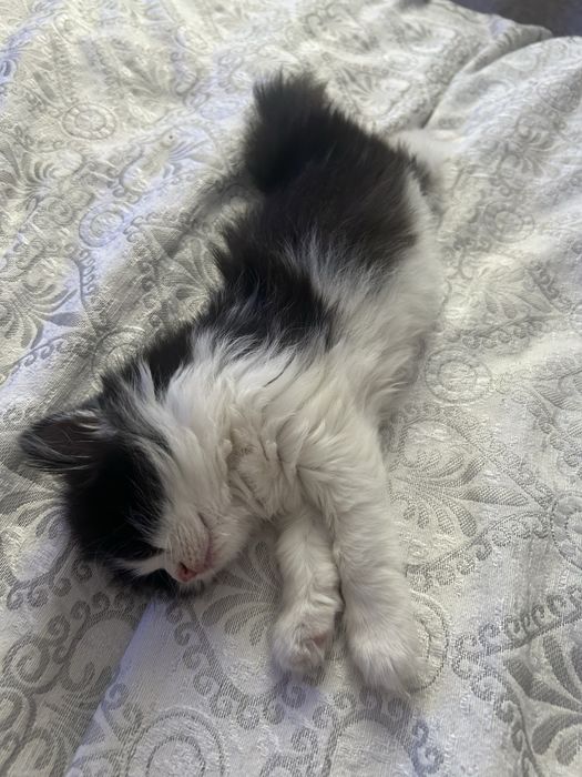 котенок 5месячный,девочка
