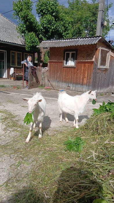 Vând două iede gemene de 4 luni mai multe detalii la telefon!