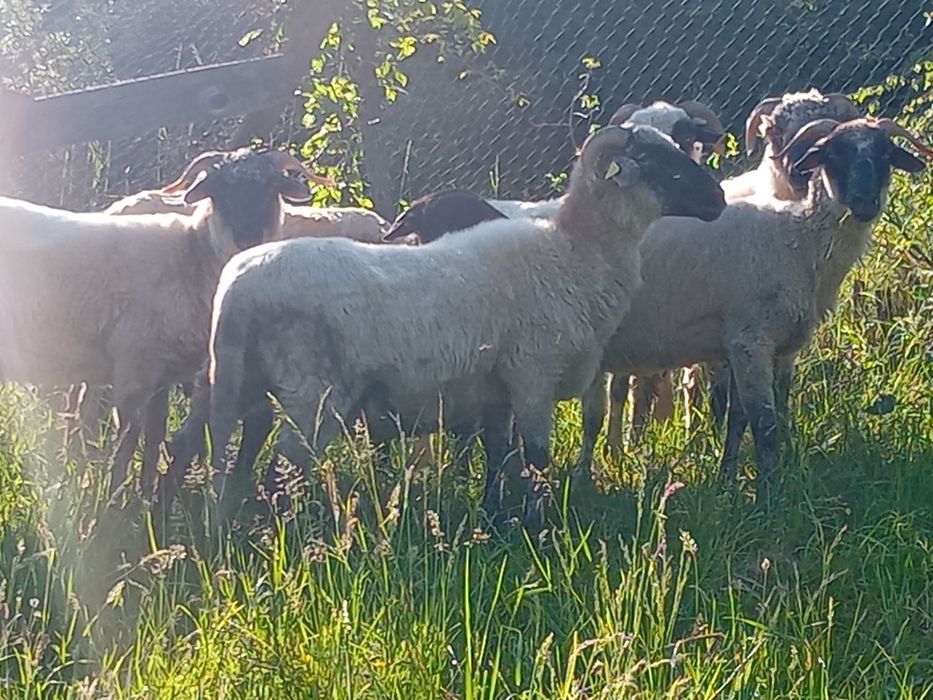 Vând  5 oi + un berbec suffolk varianta a doua