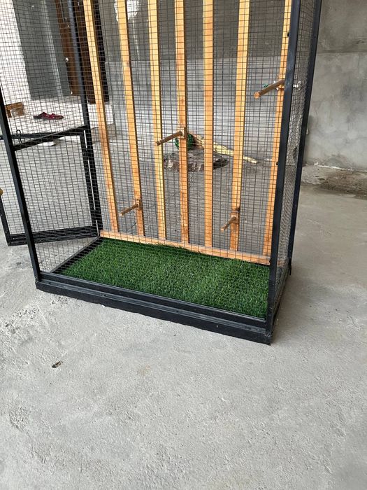 Кафас сотилади холати йенги