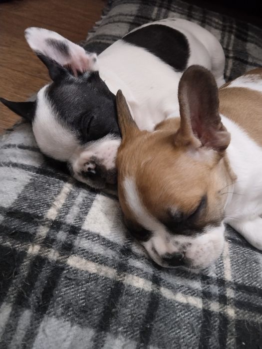 Щенки французского бульдога