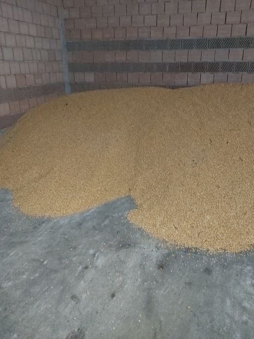 Porumb boabe producție 2025