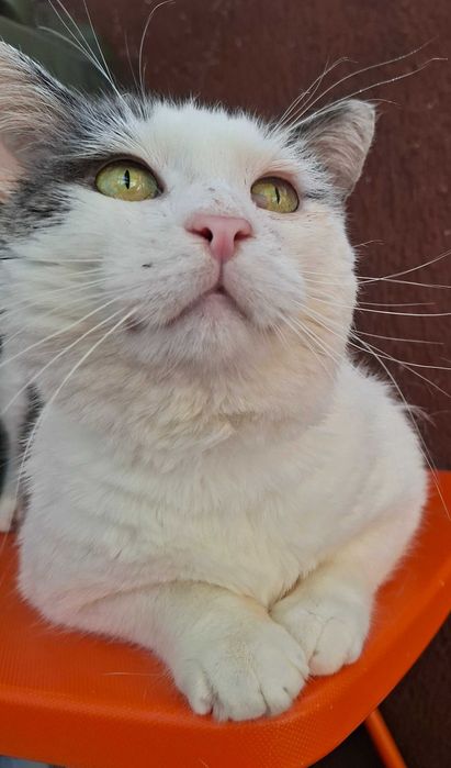 Adoptie pisica motan alb curte