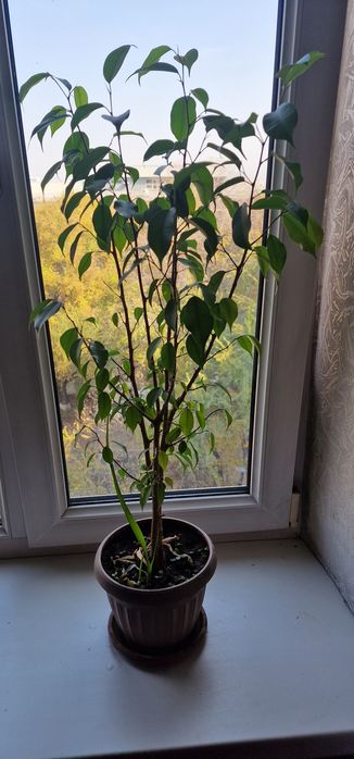 Фикус Бенджамина