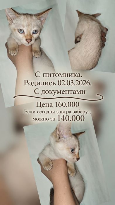 Котята с питомника.