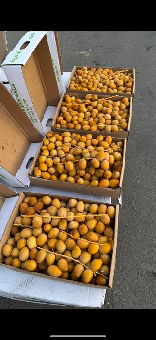 Финики. Арабские, рамадан