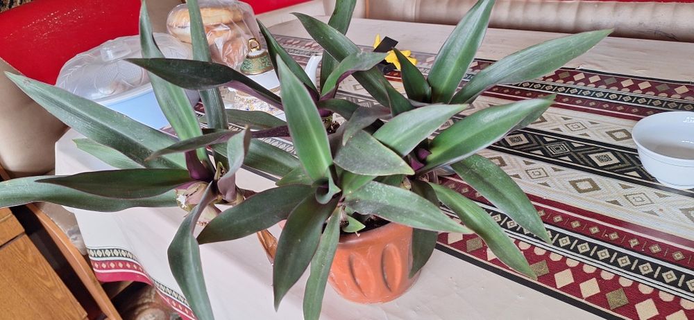 домашные горшочные цветы