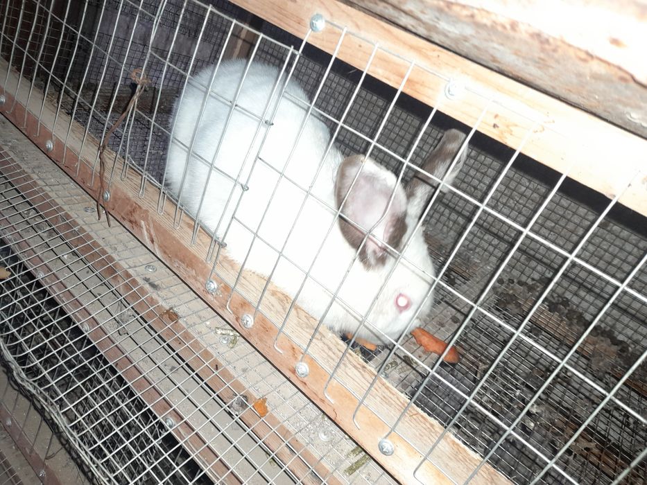 Quyon erkak 400min kelishamiz