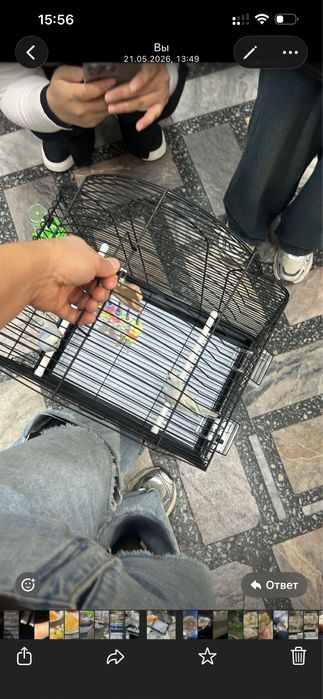 Продам двух попугайчиков девочка и мальчик + клетка