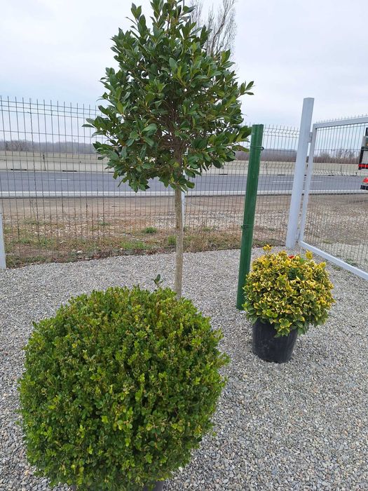 Piatra de munte, gratare de caramida si plante