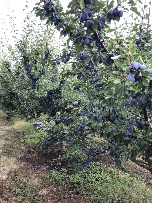 Prune Stanley dulceata, gem, tuica