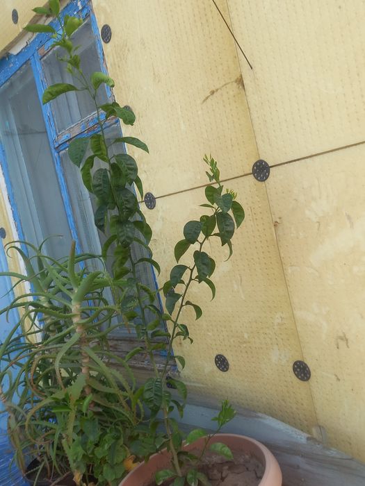 Продам мандариновое дерево СРОЧНО