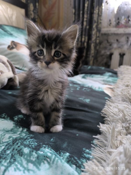 Котята Мейн Кун продажа