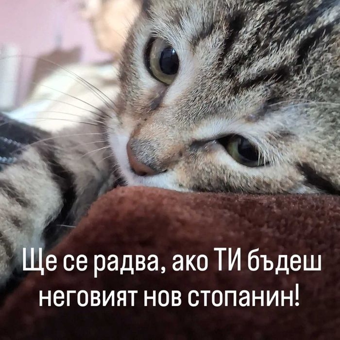Подарявам малко коте.