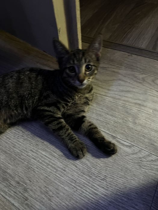 Коты в хорошое руки, домашние