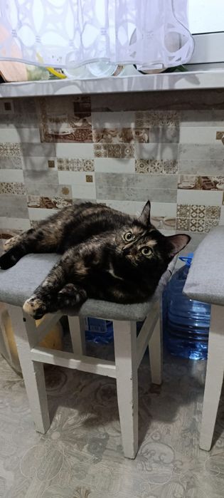 Кошка. Отдам бесплатно.