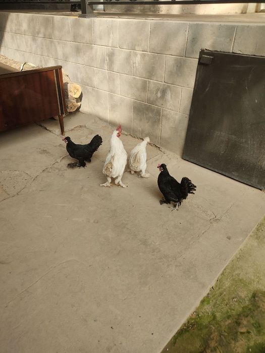 Япон товуклар сотилади