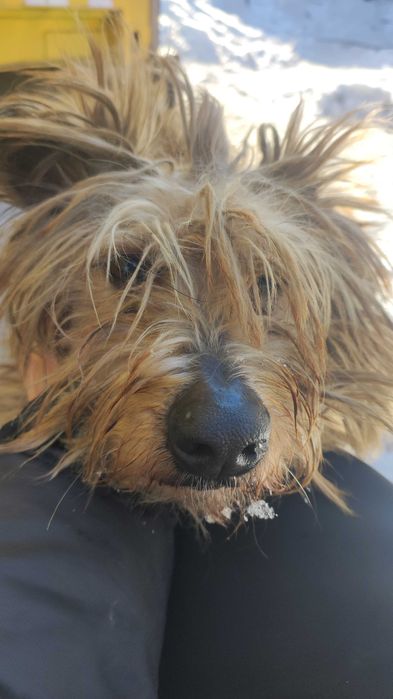 Отдам в добрые руки