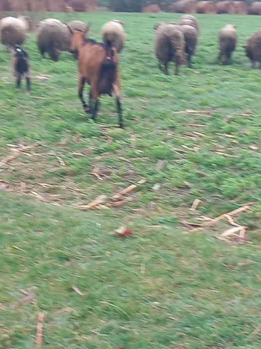 Vând capre Alpine sau la schimb pe oi