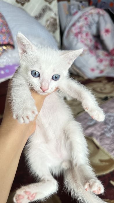Продам котёнка породистый