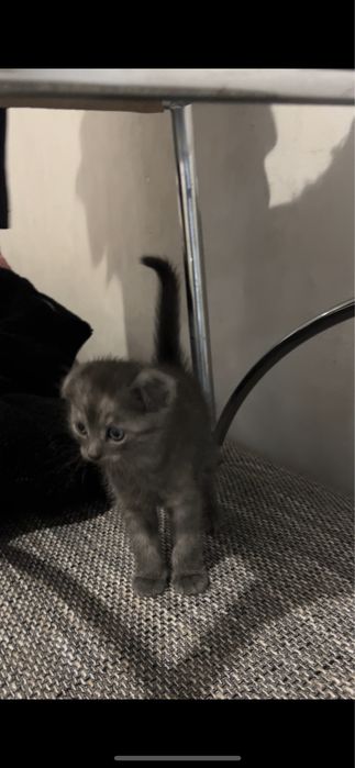 Продается котята скоттиш фолд