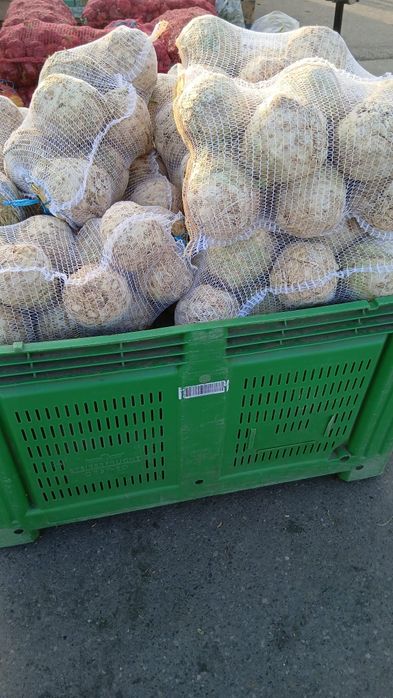 Vand telina de radacina