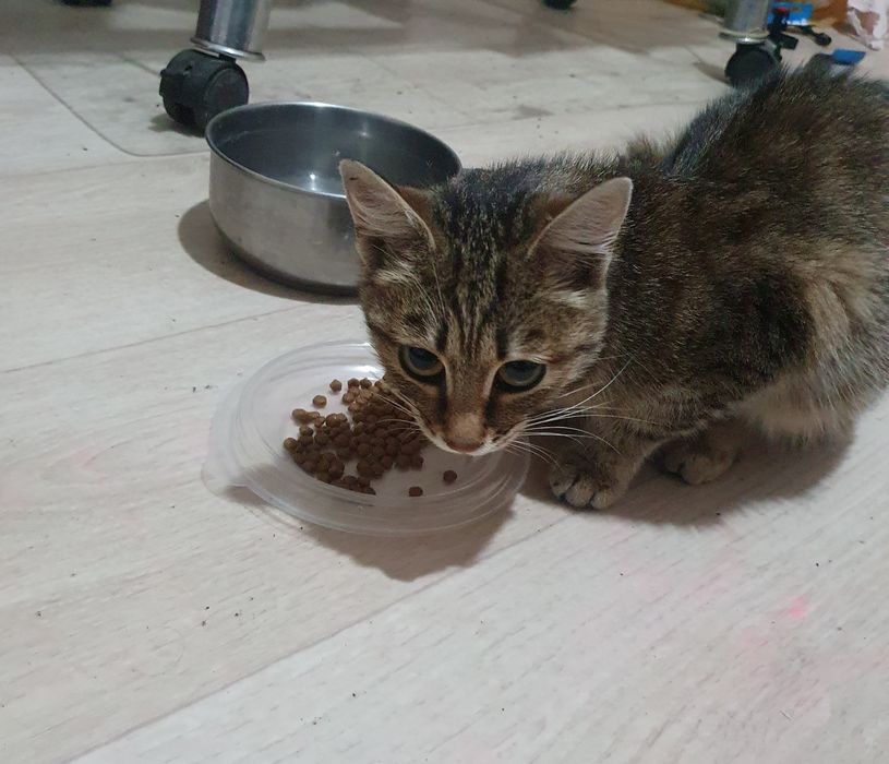 Котенок маленький