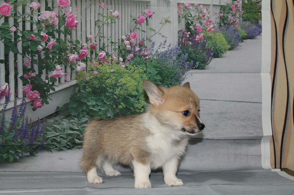 Продам щенков вельш корги пемброк