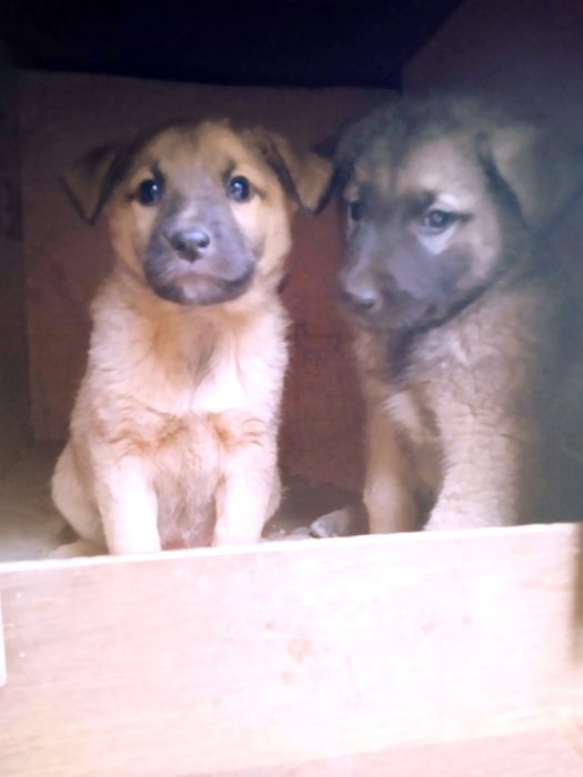 Отдам щенков в хорошие руки