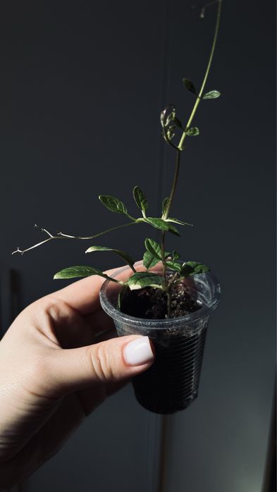 Остеоспермум остик