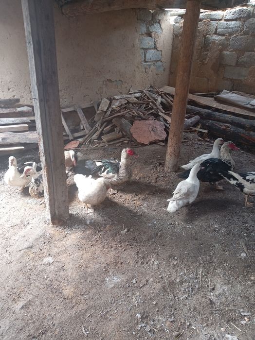 Продам индоуток  1 год и 2  селезней