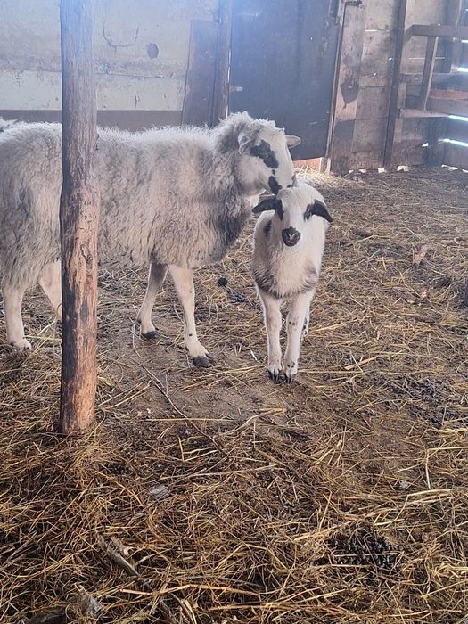 Vand patru oi,o mieluta si un berbec