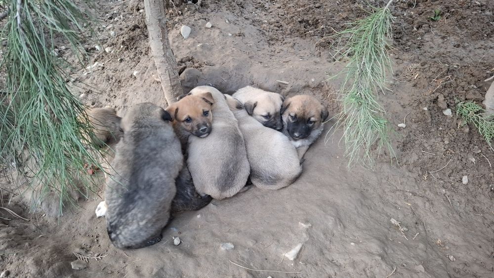 Отдам щенков в хорошие руки.