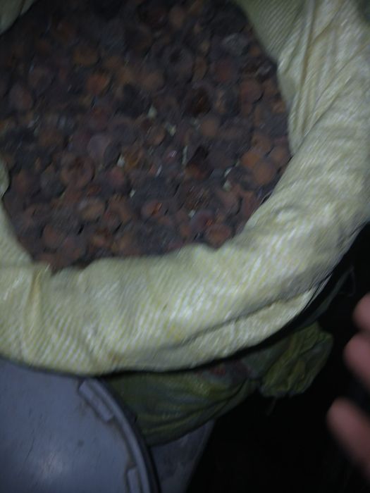 Yovvoyi urik qoqi sotiladi turshak dovchaniki