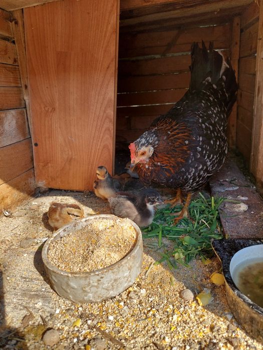 Vând closca iopana cu 6 pui