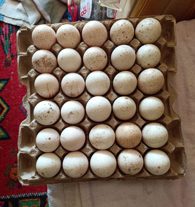 Продаются яйца индюшки