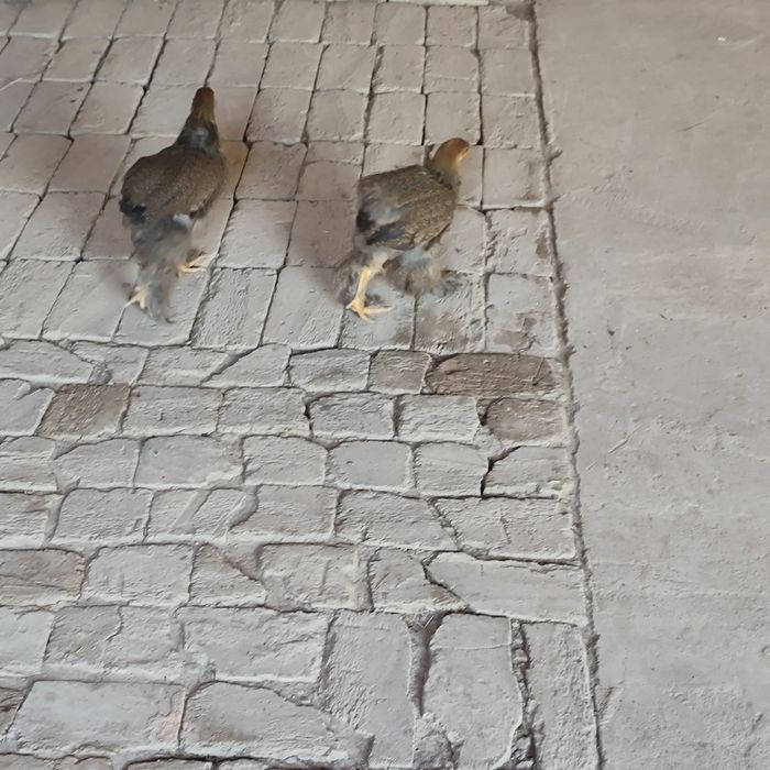 Brama jo'jalar 3 oylik