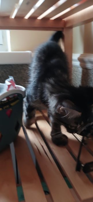 Котенок котенок котенок