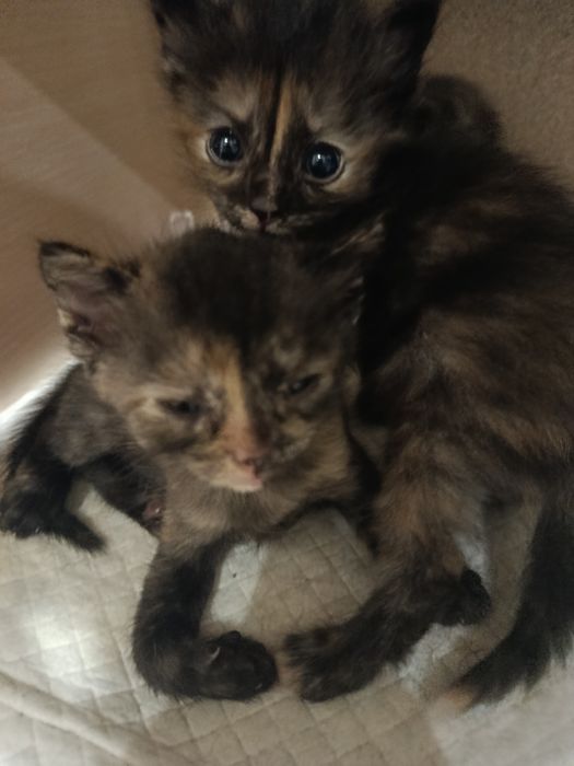 Отдам в добрые руки