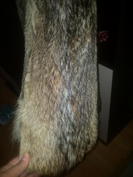 blana vulpe polara naturala