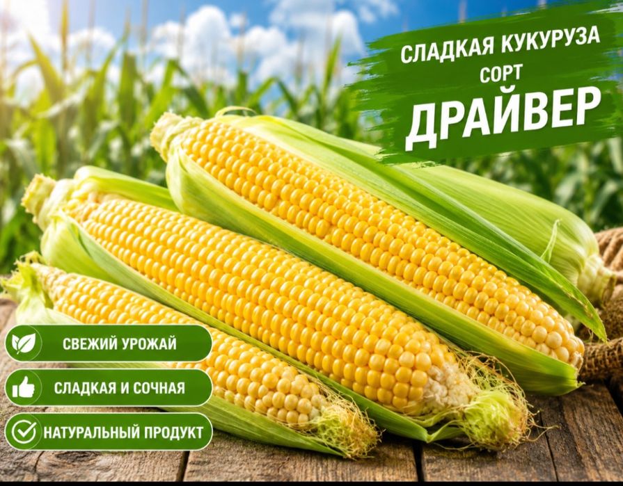 Продается кукуруза