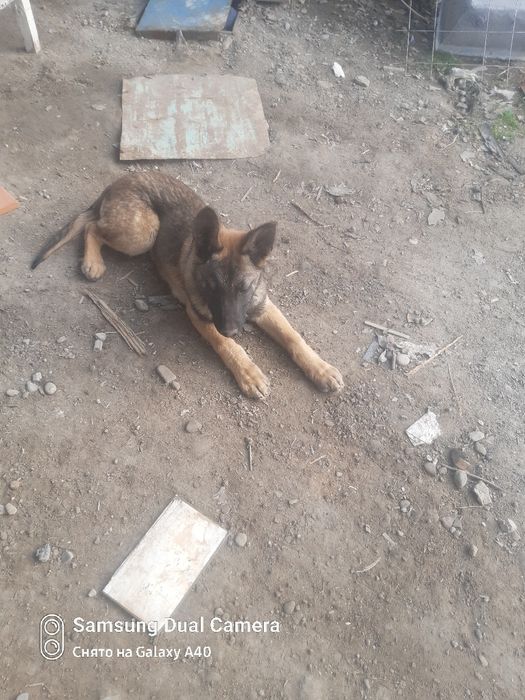 Продоётсья бельгийский овчарка срочно