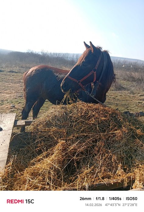 Cal de 9 ani căstrat