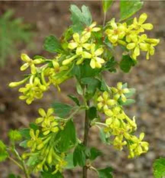 Ribes aureum 50-70cm