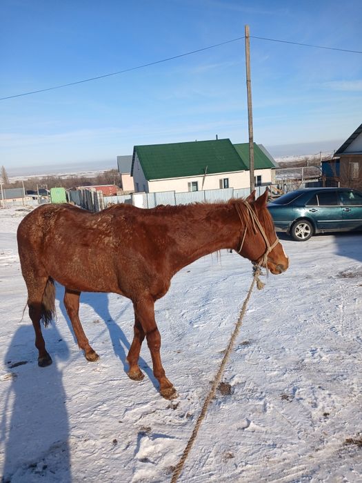 Айғыр сатылады. Жуас міңгі