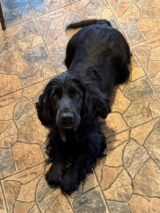 Продават се 4 малки момичета кокер шпаньол