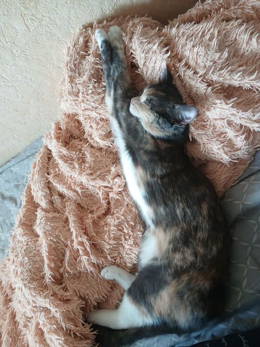 Кошка пропала! Помогите найти!