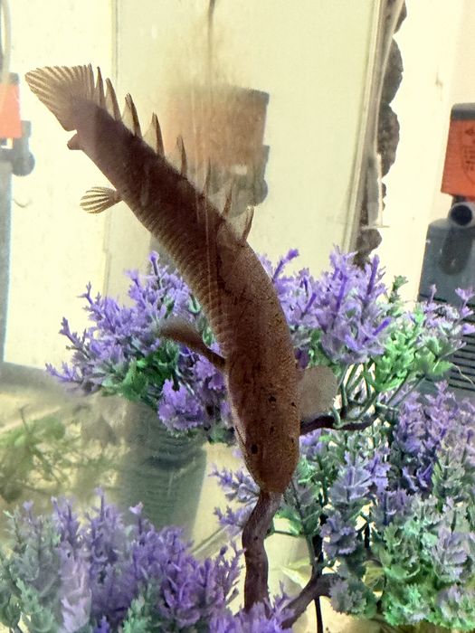 сенегальского бичир рыба.