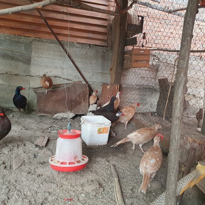 Vând OUA fazani Izabel, tenebros si comuni !!!