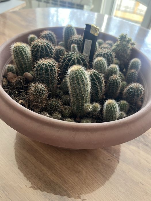 Кактусы маленькие